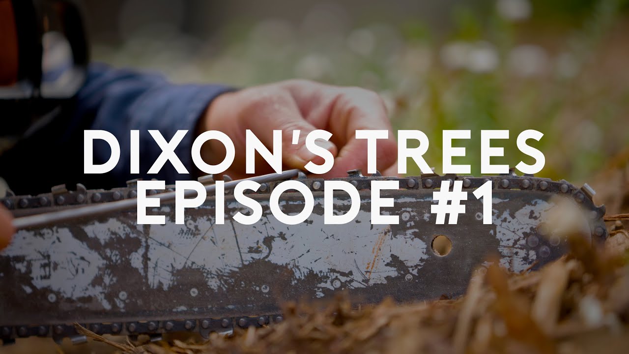 Dixons Trees- crane assisted tree removal in Mount Wilson