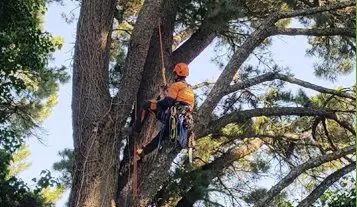 The Danger of Having Large Trees Near Power Lines