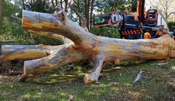 Large Tree Removal Specialist Western Sydney