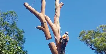 Large Tree Limb Removal Specialist Blue Mountains, Penrith, Hawkesbury