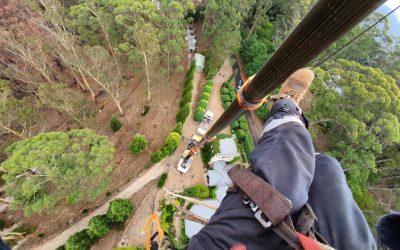 Best Time For Tree Pruning