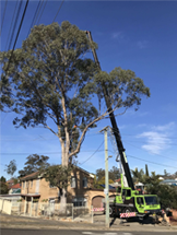 Using Crane to remove Dangerous Tree Branch Blue Mountains