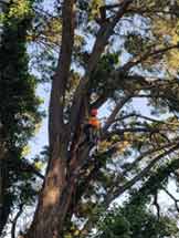 Large Tree Branch Removal Specialist Blue Mountains, Penrith, Hawkesbury