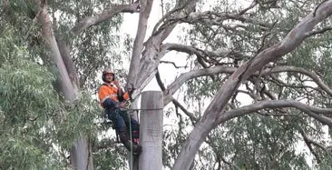 Large Tree Pruning Blue Mountains