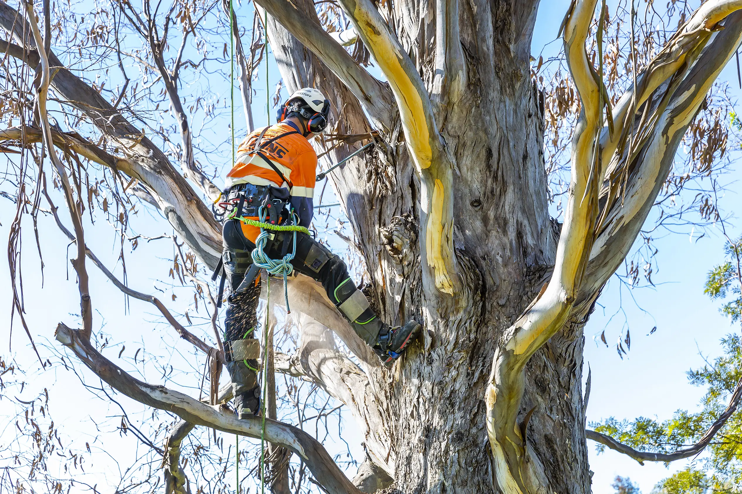 Tree Health & Hazard Assessmen