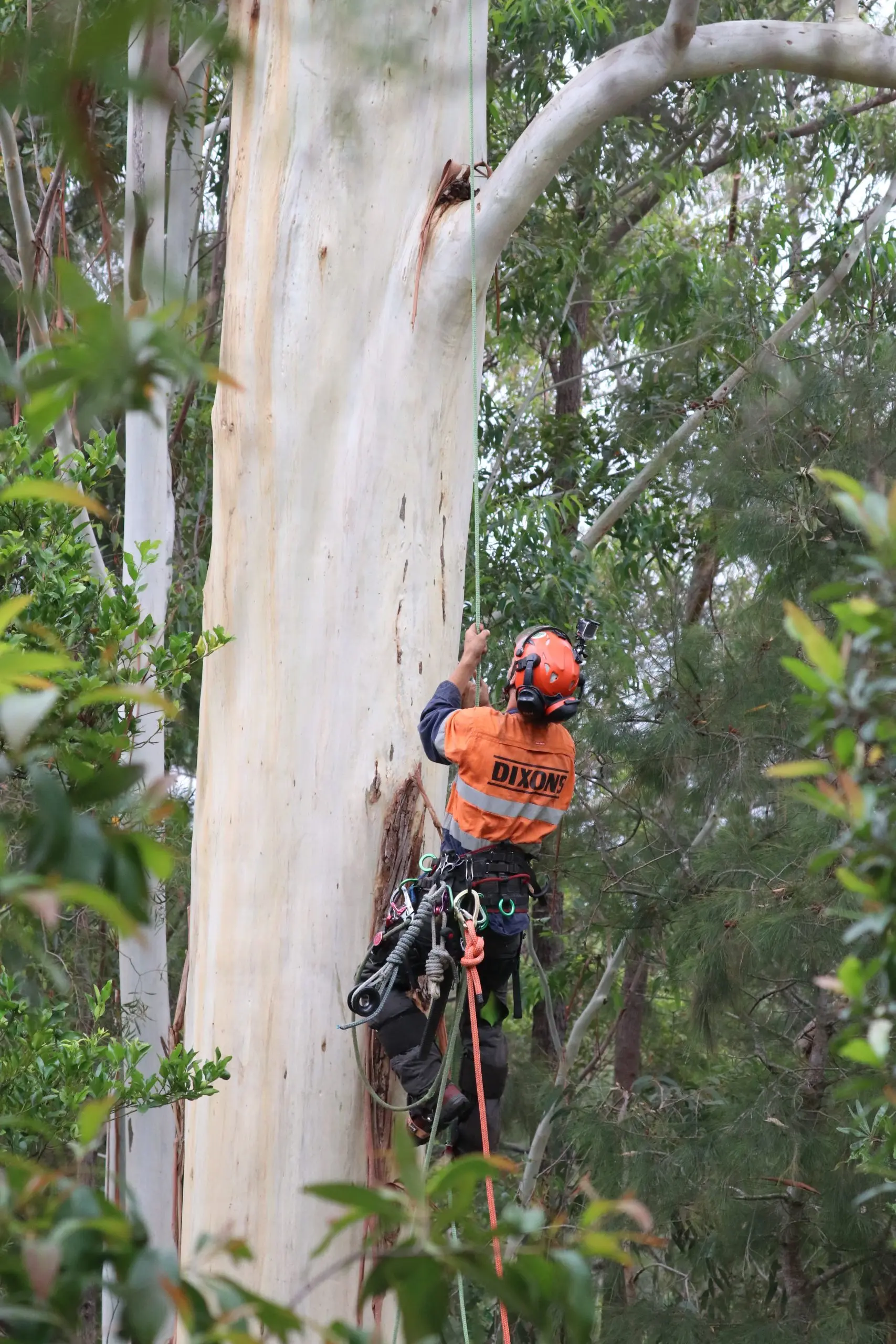 large tree branch removal blue mountains