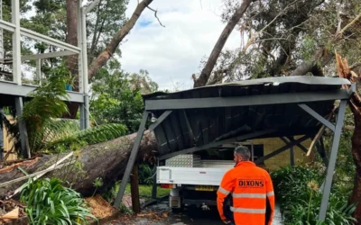 Storm Damage Tree Removal – Katoomba