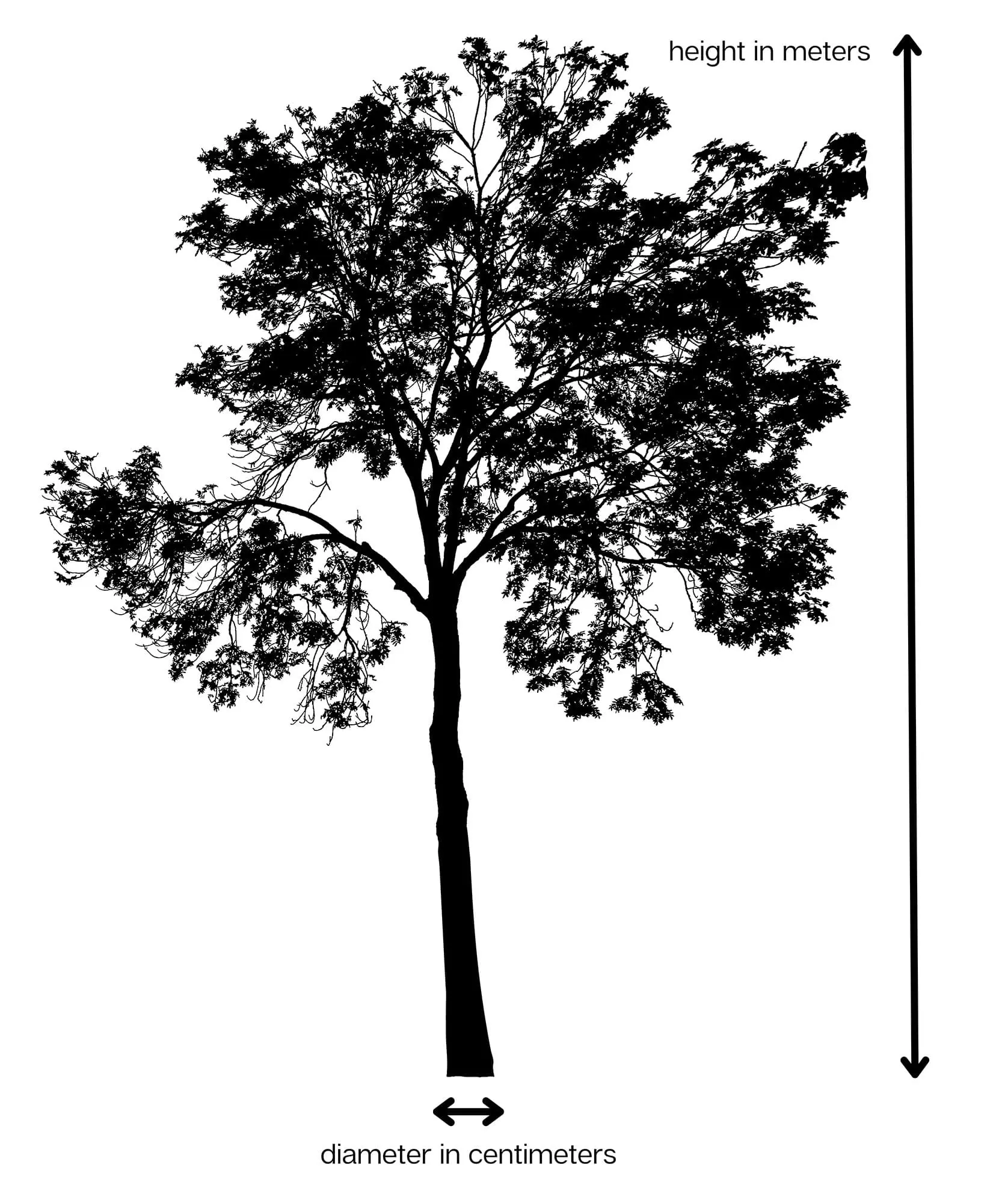 Tree Height in Meters