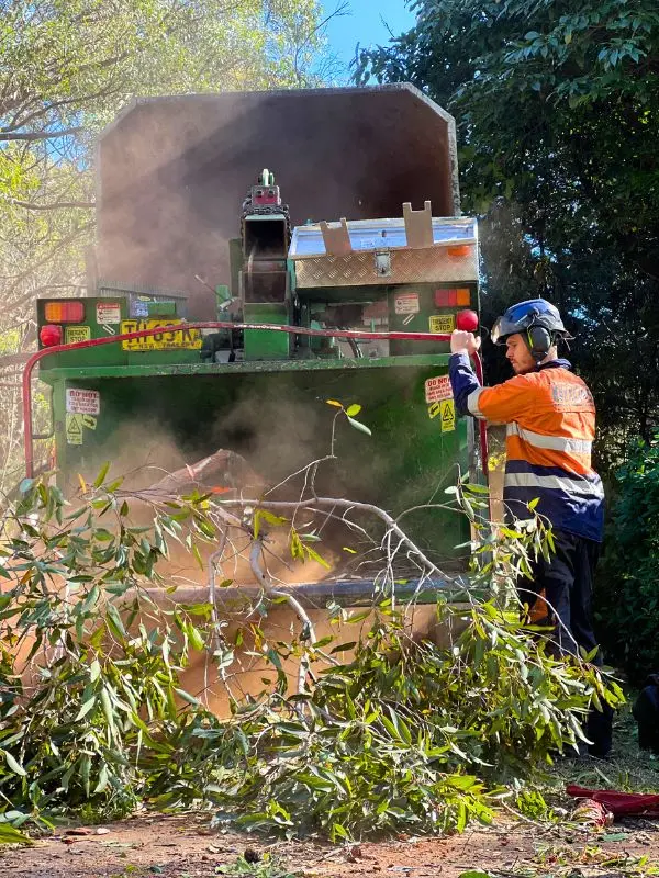 blue mountains bushfire prevention