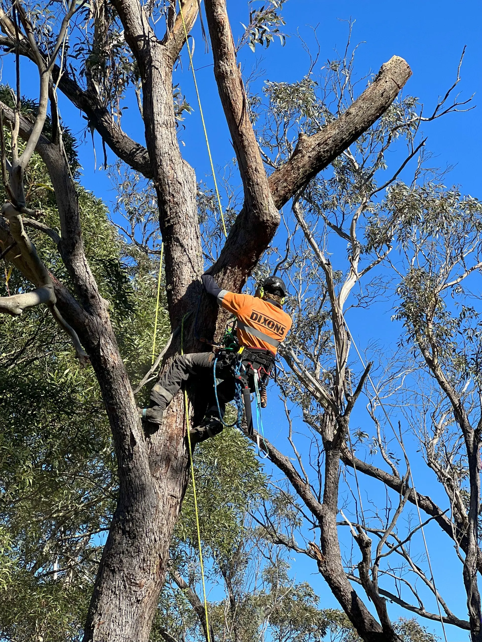 large tree branch removal blue mountains