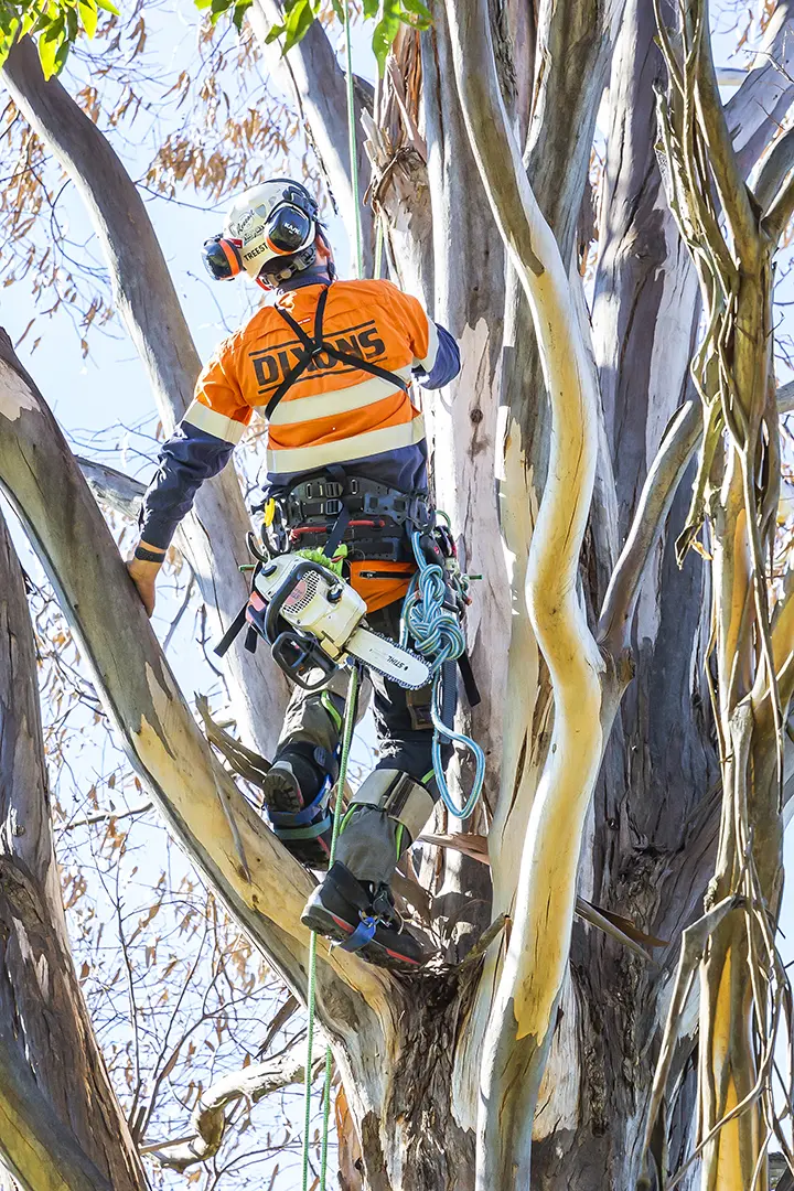 Remove complete Tree in Blue Mountains