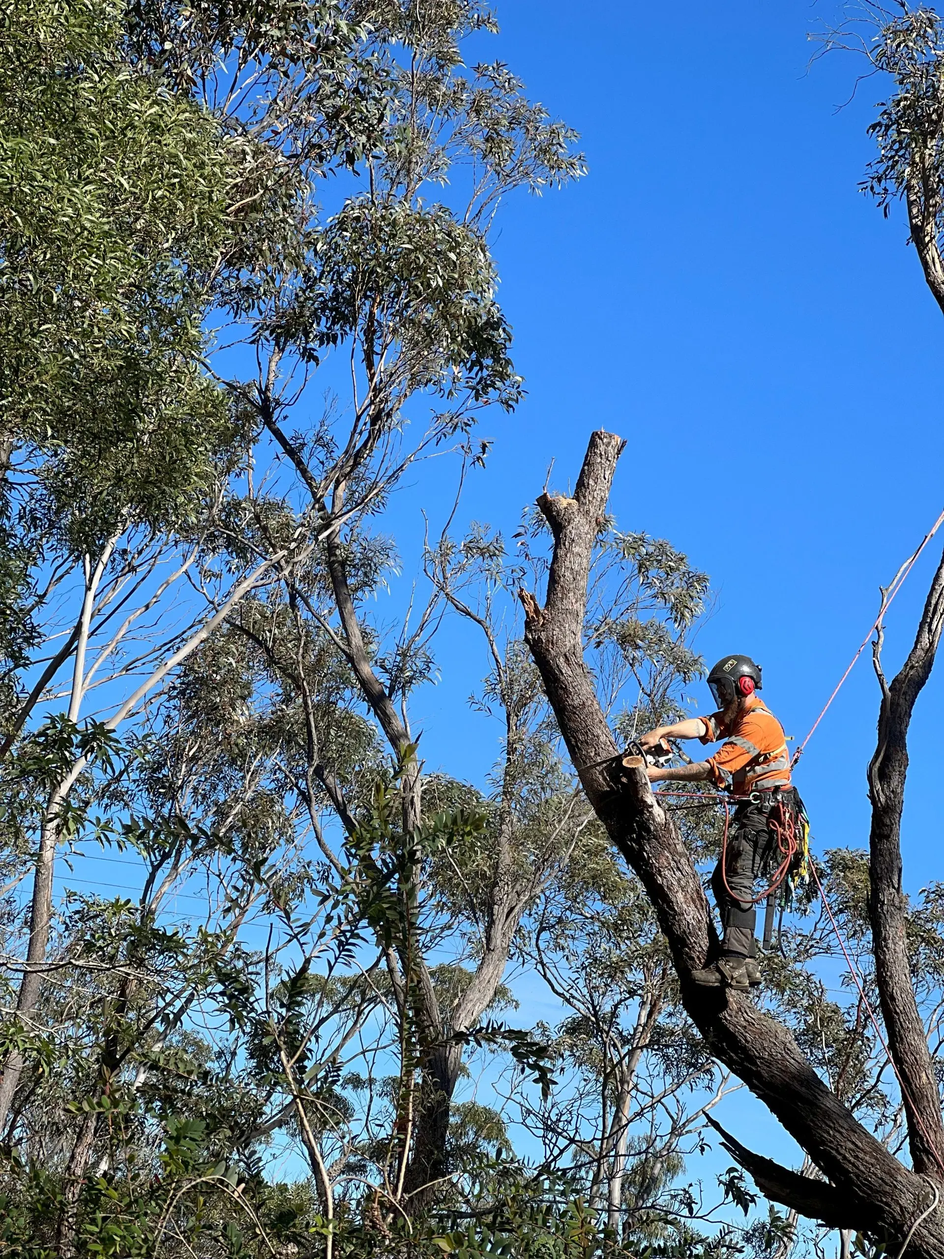 large tree branch removal blue mountains