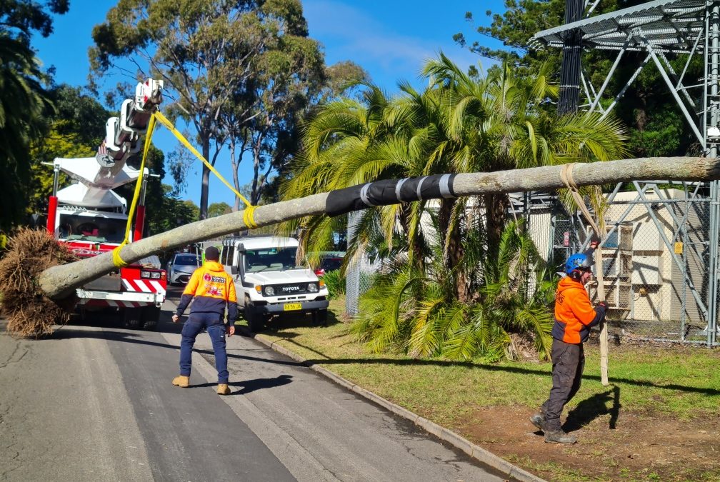 Tree Transplants