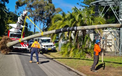 Tree Transplants