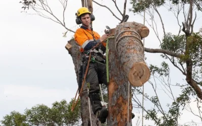 5 Common Mistakes People Make When Hiring Arborists