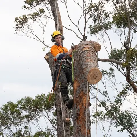 5 Common Mistakes People Make When Hiring Arborists