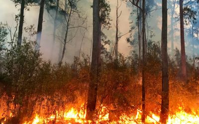 Why You Should Start Your Bushfire Season Prep Now