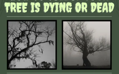 How to Tell if your Tree is Dying or Dead