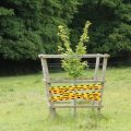 Young tree behind caution tape in countryside.