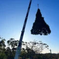 Crane hoisting large tree in suburban area.