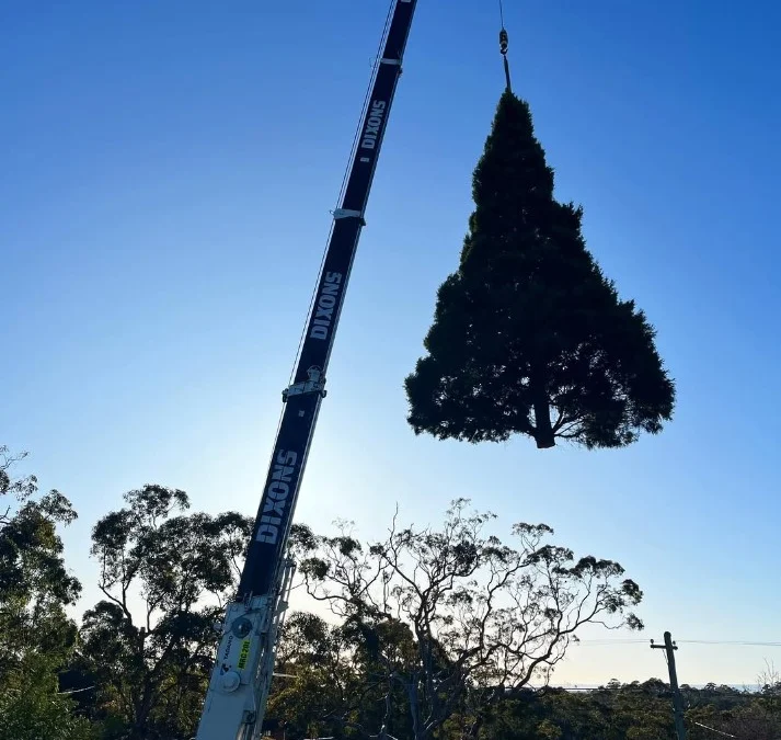 Why you shouldn’t plant that Christmas pine