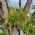 Eucalyptus tree with fresh green leaves.