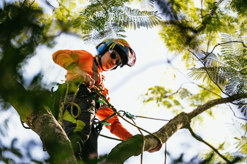 A qualified arborist in safety gear, including a helmet and ear protection, carefully prunes a tree in the Blue Mountains, showcasing professional tree removal services by Dixons Trees.