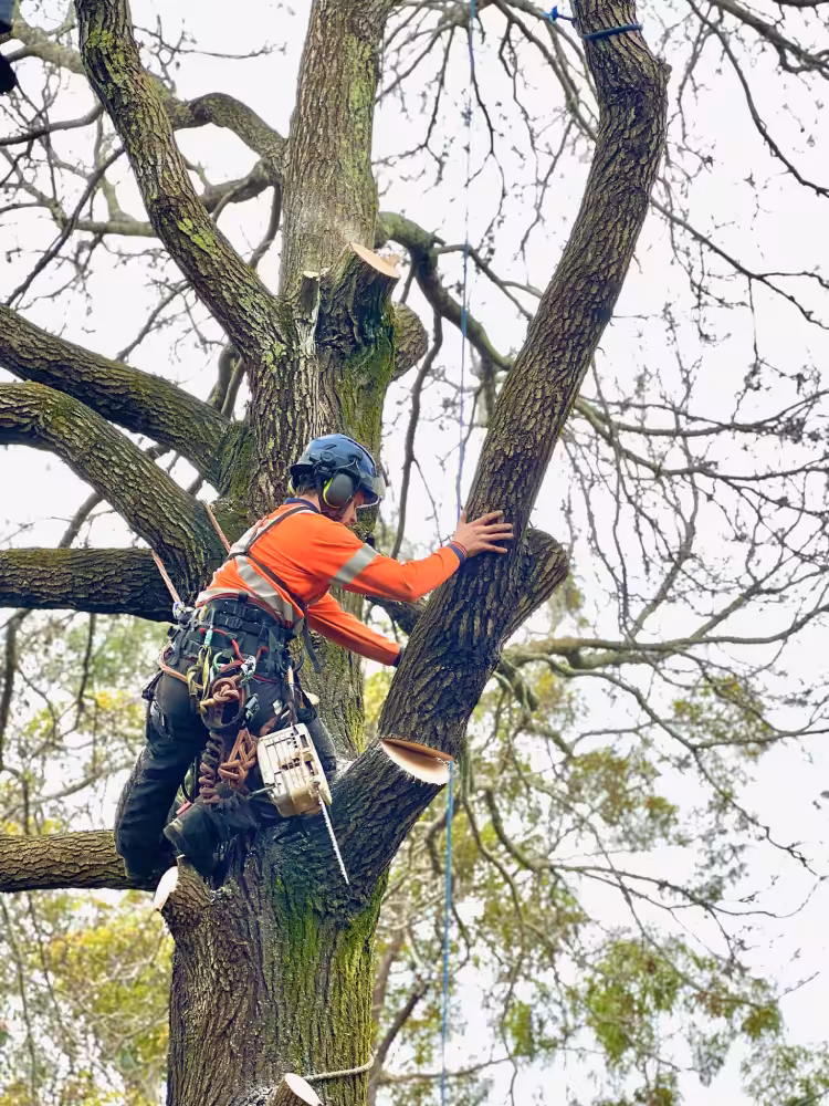 Arborist trimming tree branches while climbing with safety gear