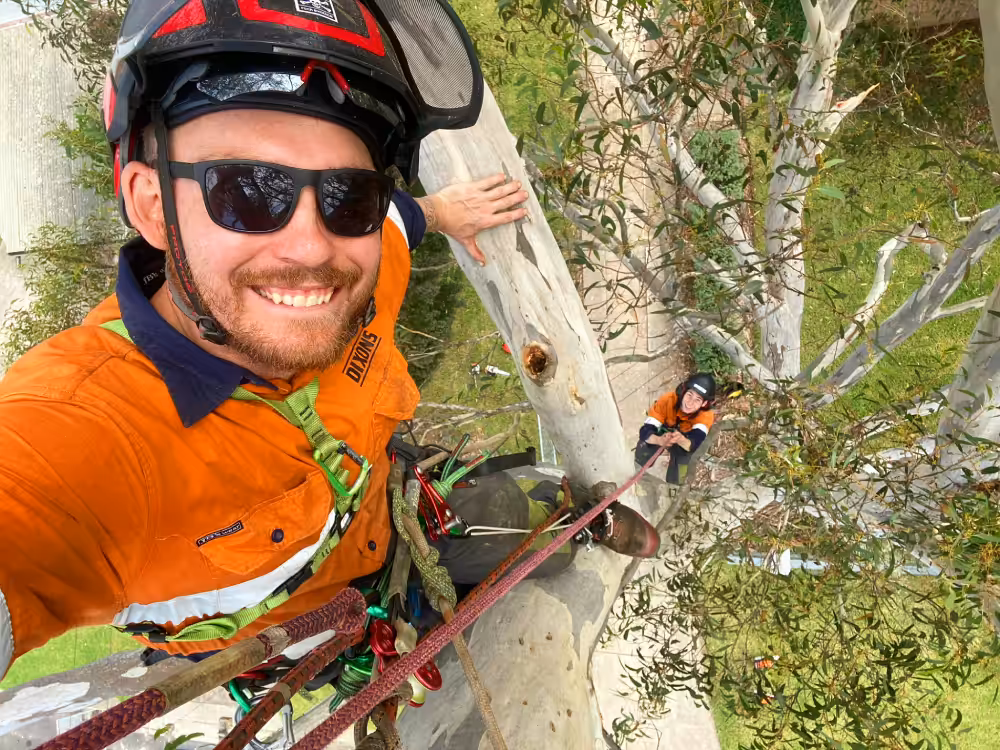 Arborist taking selfie while climbing tall tree