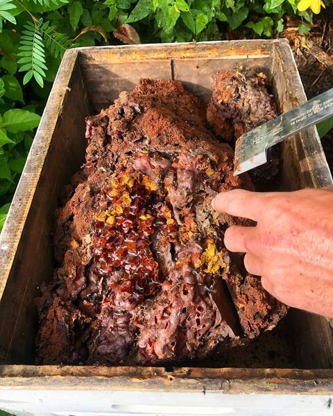 Expert performing bee relocation from a damaged tree, showcasing honeycomb and beeswax in a wooden box, highlighting conservation efforts in Blaxland.