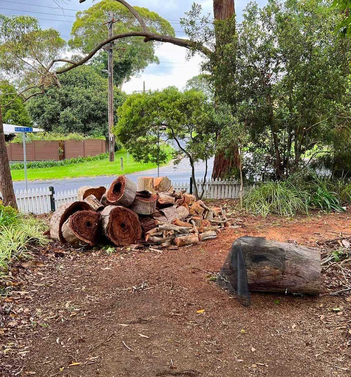 Piled logs and tree debris in a garden area, illustrating the site of a recent bee relocation from a damaged tree in Blaxland.
