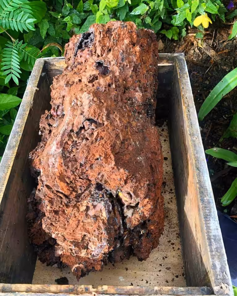 Rotting tree stump covered in reddish soil
