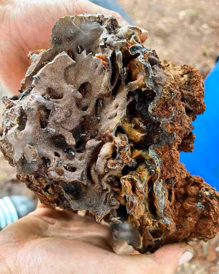 Hand holding porous decayed wood or fungus mass