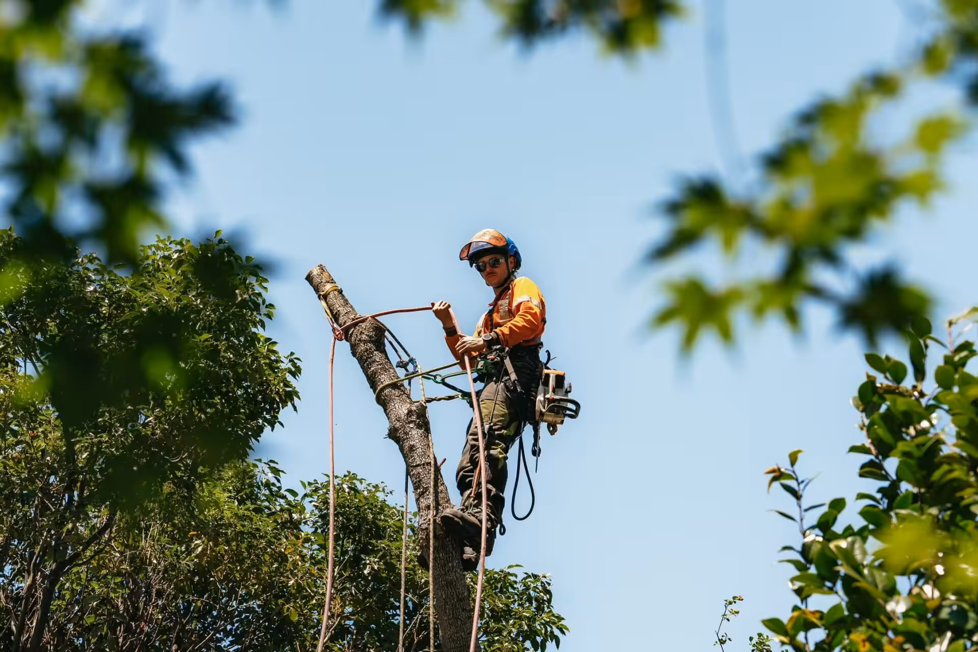 Arborist trimming tree with safety harness and ropes