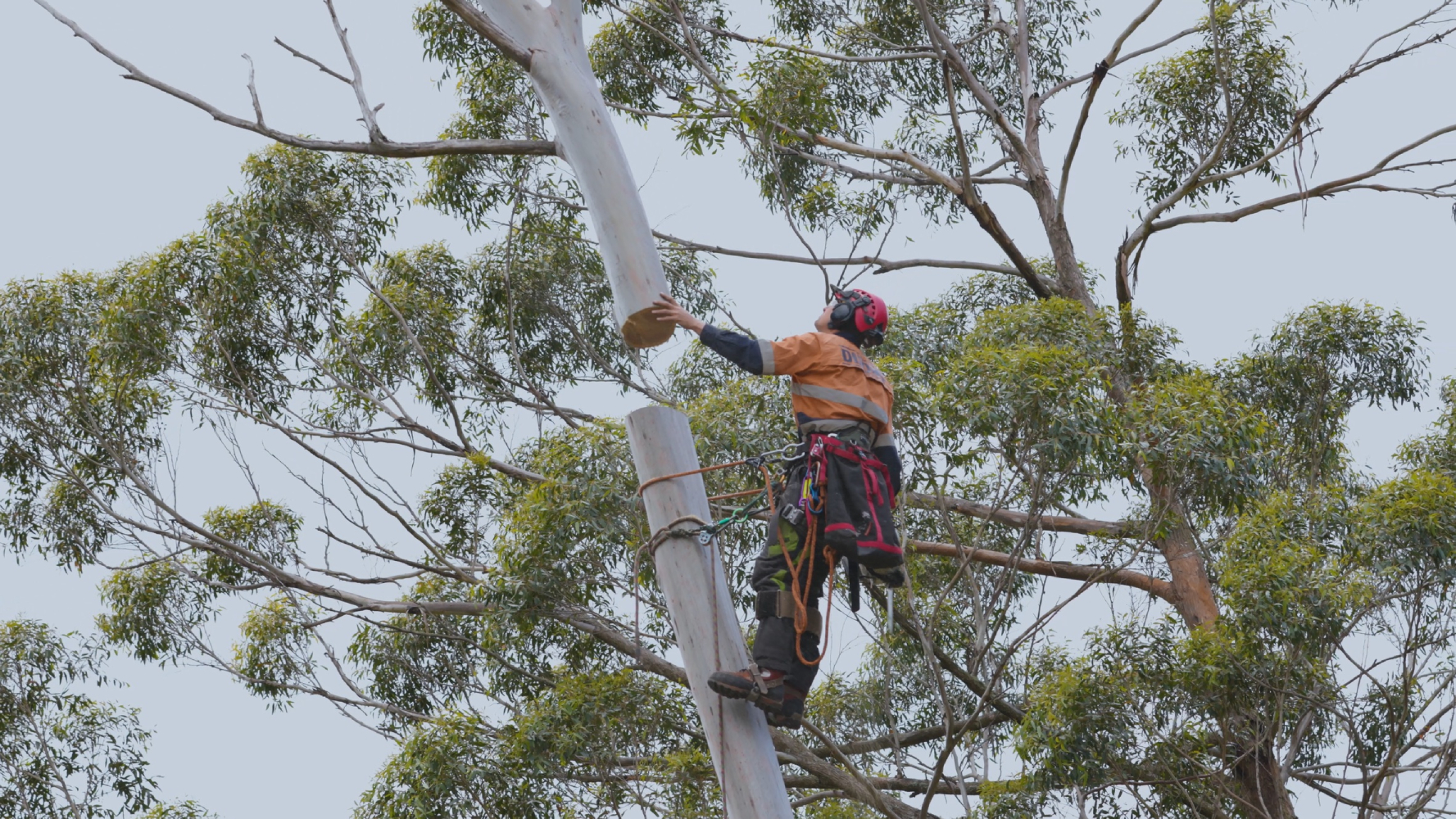A tree climber working on a eucalyptus tree, showcasing project work by Dixons Trees in Australia.