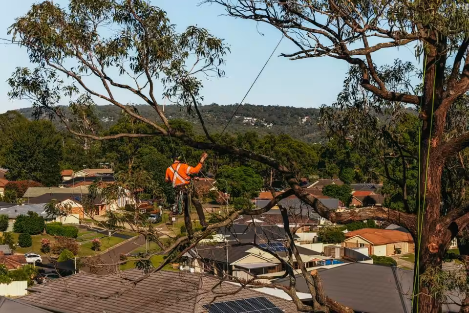 Arborist trimming tree branches above suburban neighborhood