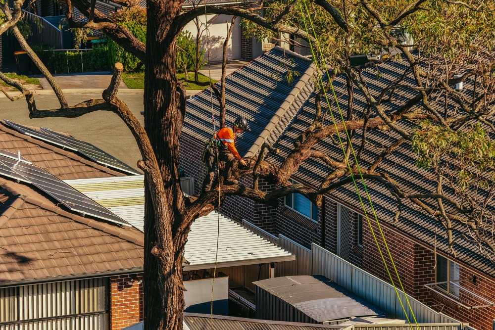 Arborist pruning a large gum tree in Glenmore Park, with residential rooftops and solar panels visible below.