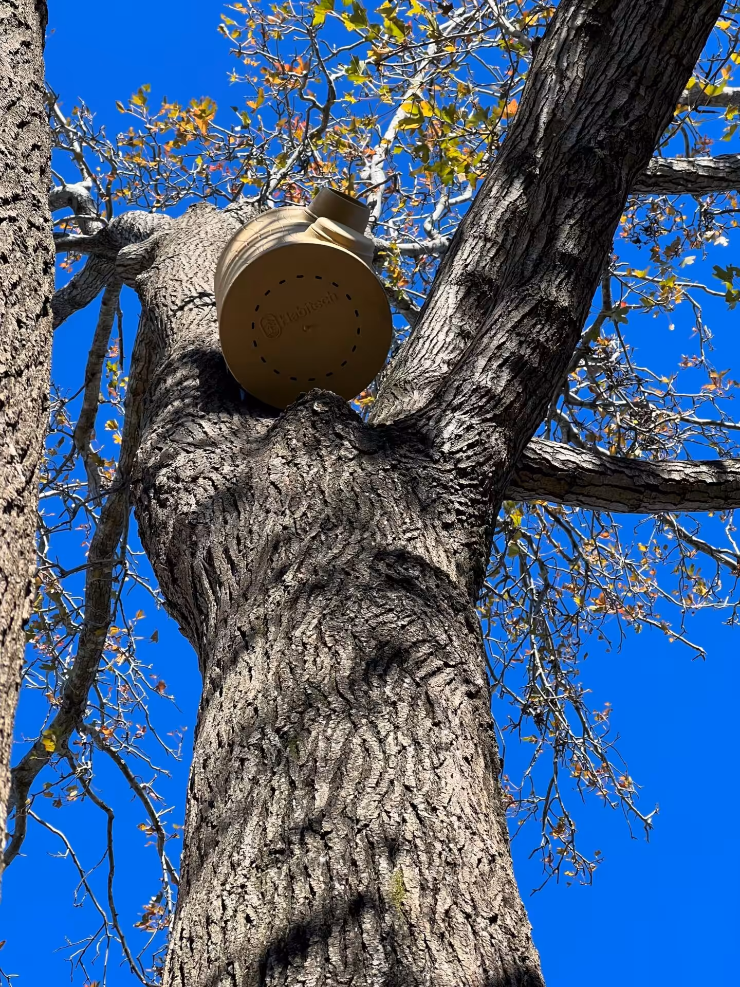 Arborist Blue Mountains installing a monitoring device high in a tree trunk for habitat and tree management.