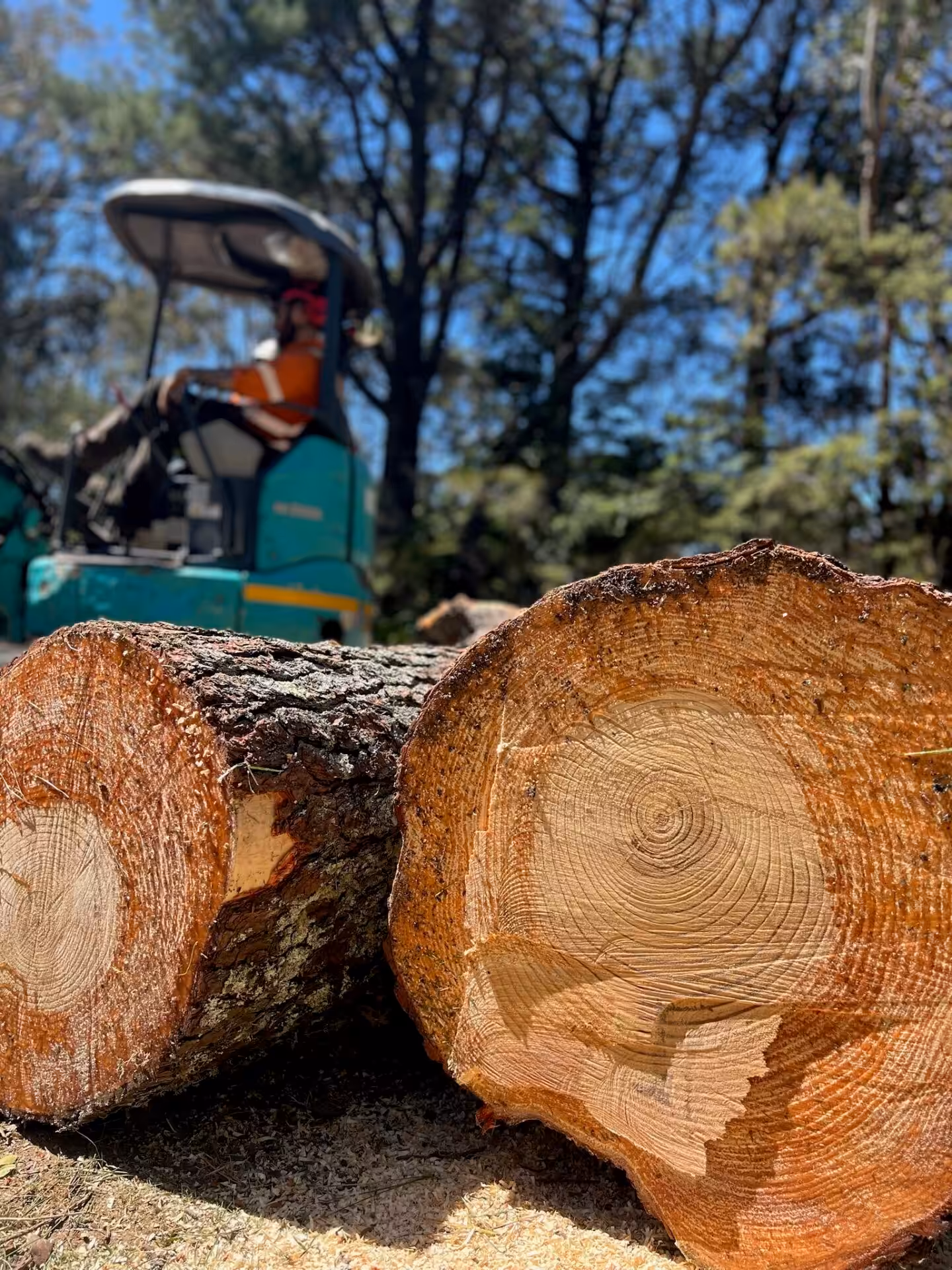 Large cut logs with forestry worker and machinery