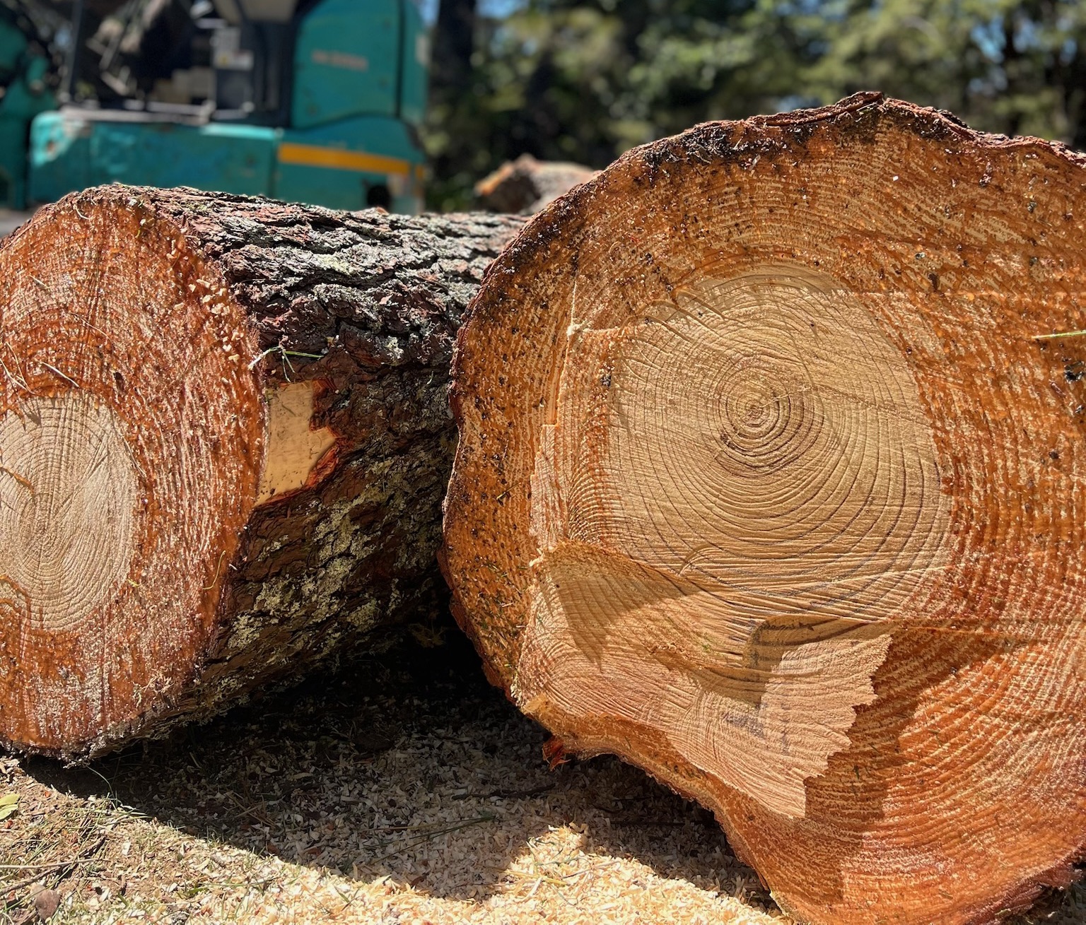 Two freshly cut tree stumps showing detailed growth rings, with stump grinding equipment visible in the background, representing professional stump grinding services in the Blue Mountains.