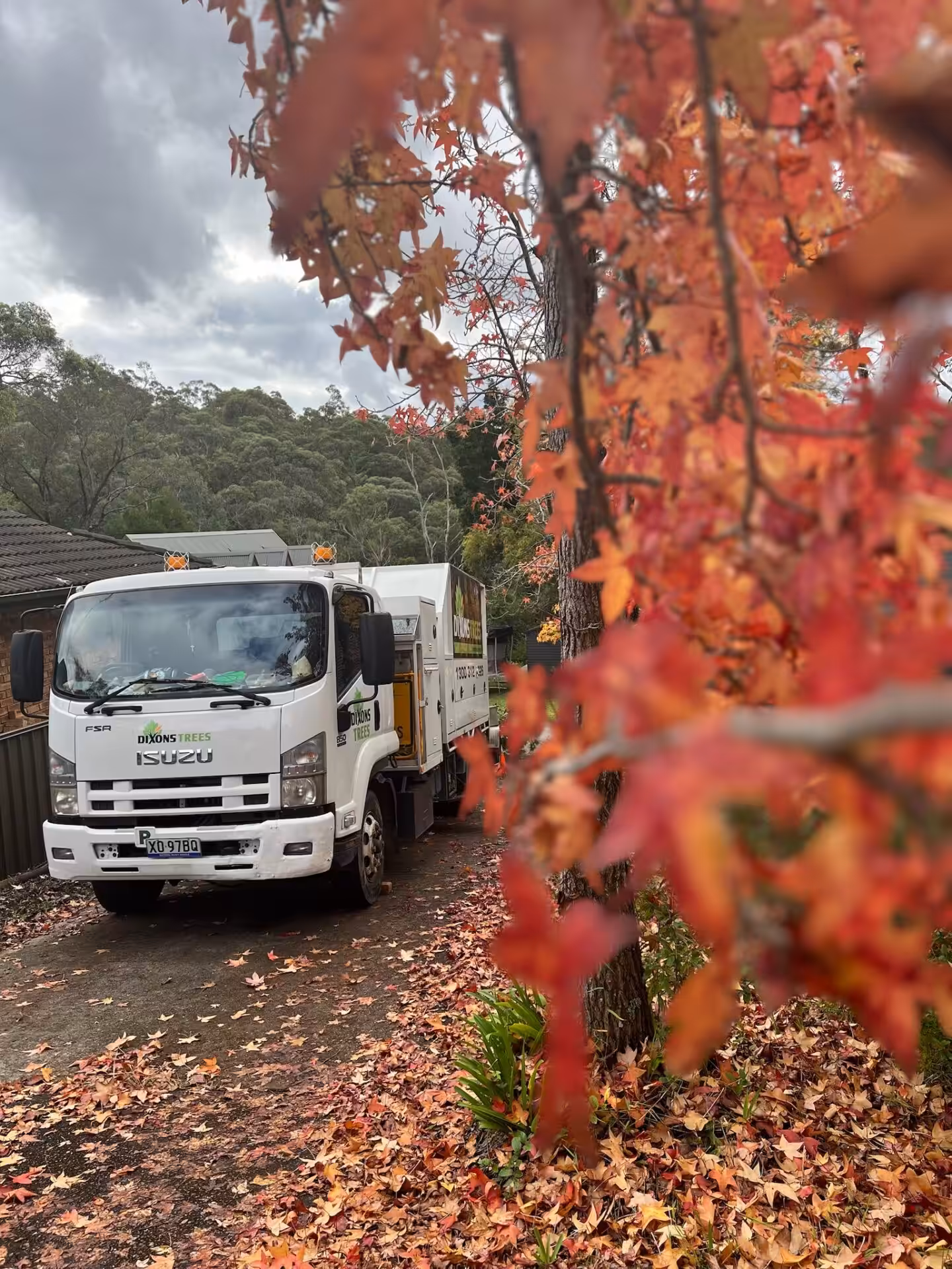 Tree service truck parked beside autumn foliage