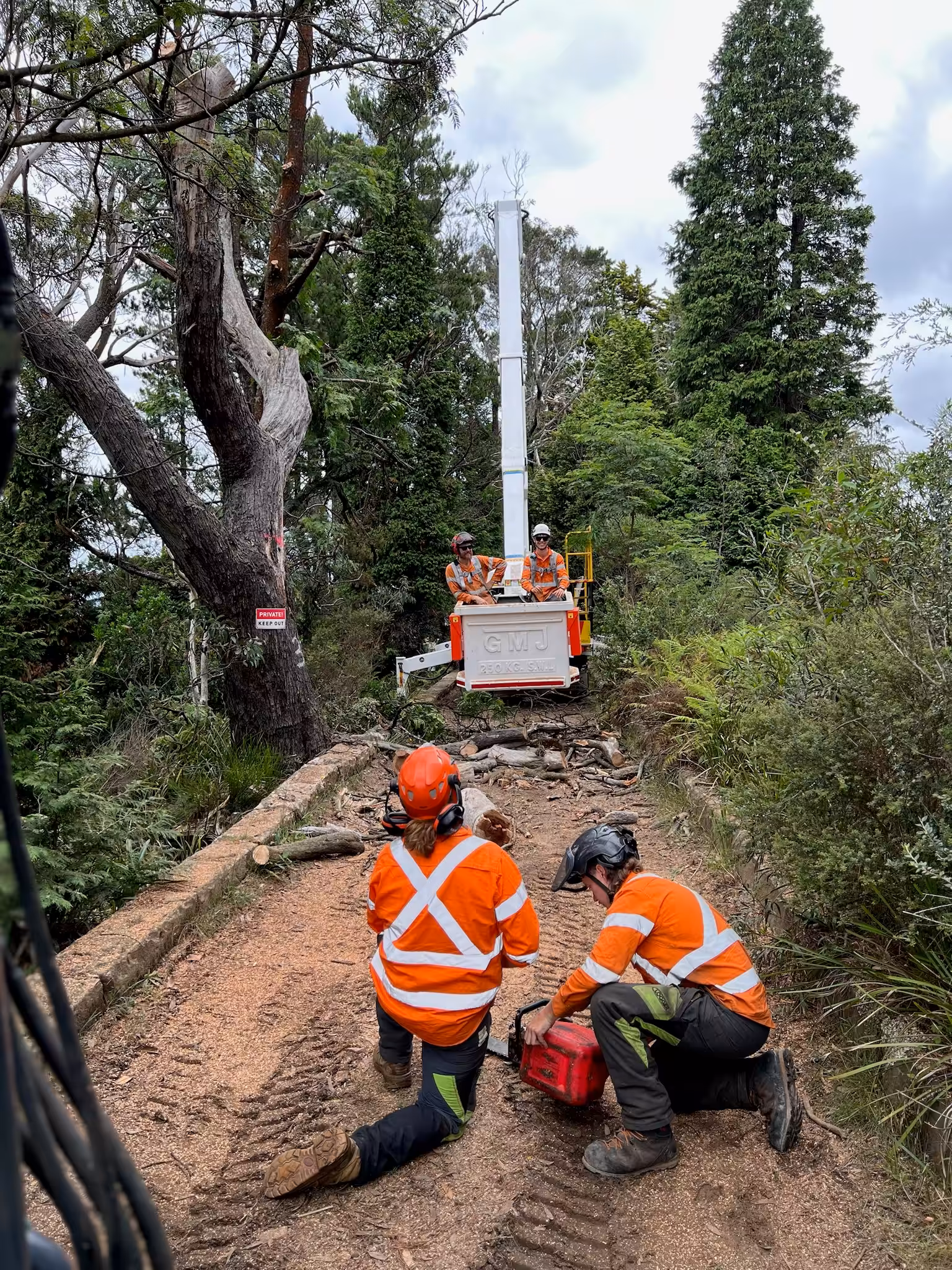 Utility workers trimming tree using lift in forest