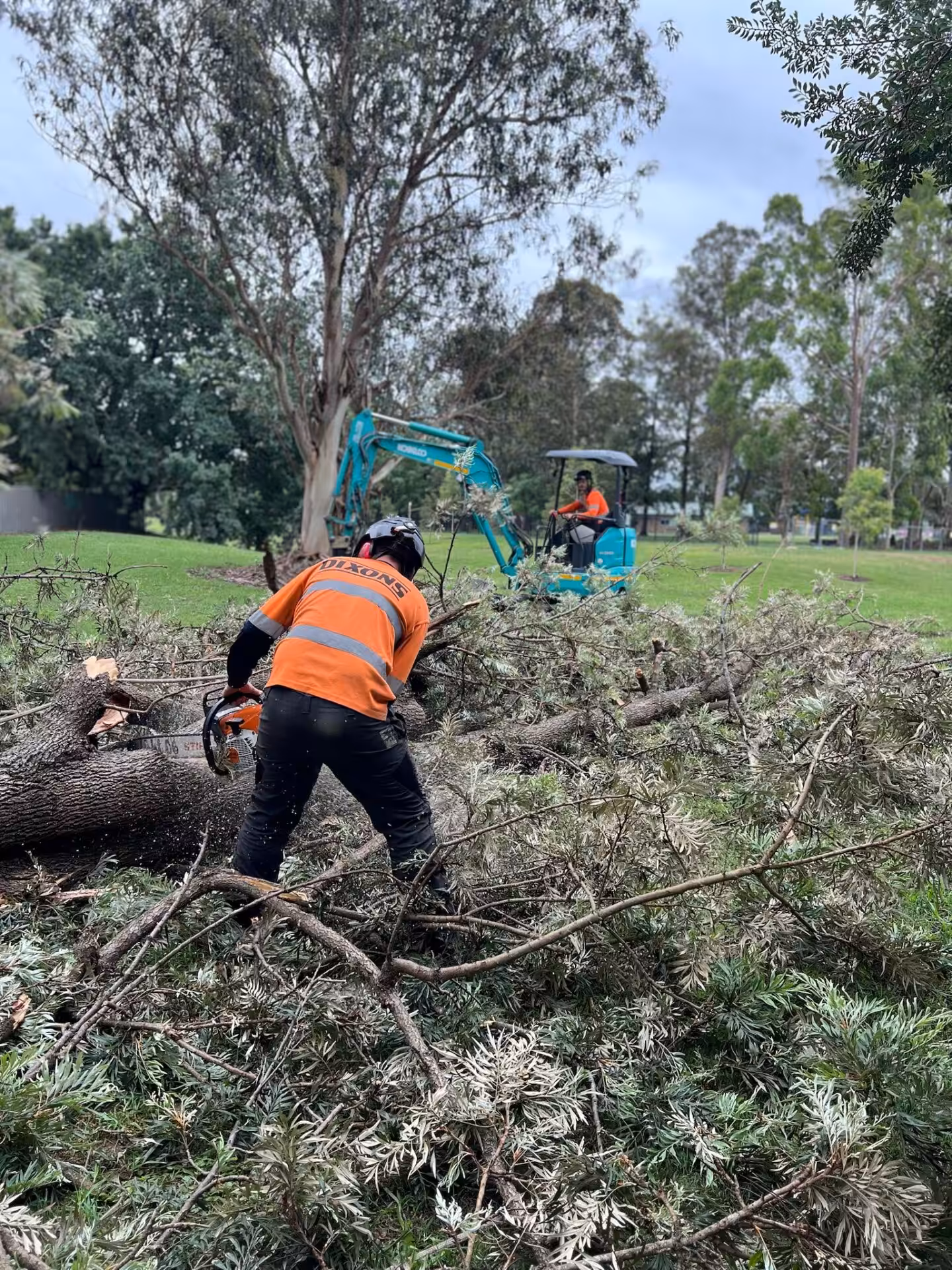Worker cutting fallen tree with chainsaw in park