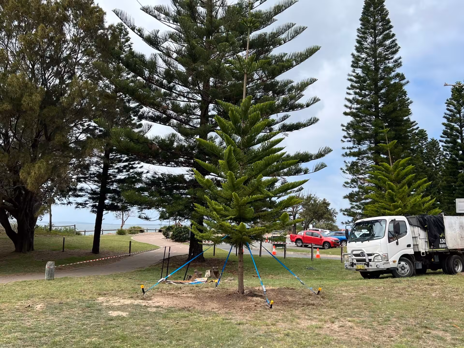 Newly planted tree supported by stakes in park