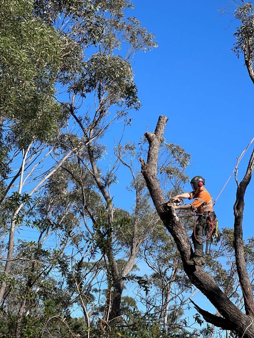 Identifying and Managing Common Tree Pests and Diseases