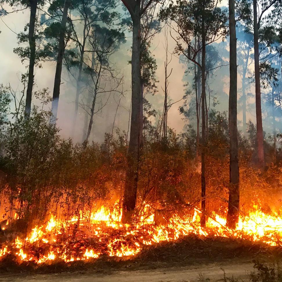 Bushfire in the Blue Mountains with flames consuming underbrush and smoke rising through tall trees, highlighting the importance of bushfire preparedness.
