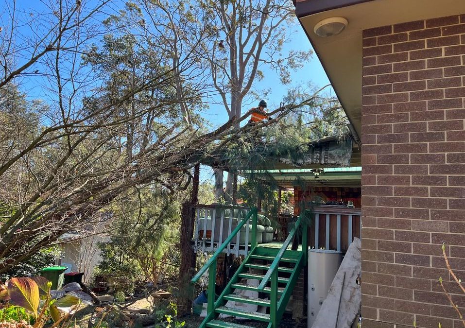 Tree service professional performing tree protection work on a residential property to prevent storm damage during renovations.