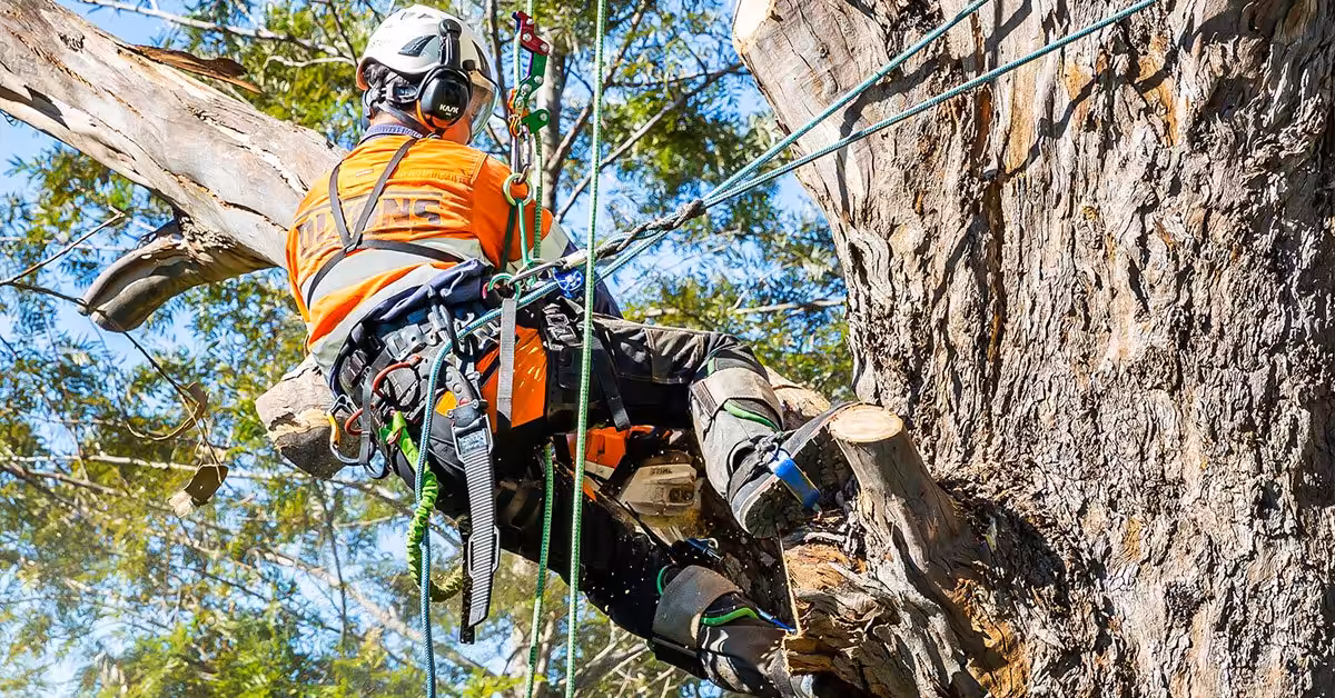 Arborist trimming tree with chainsaw and ropes