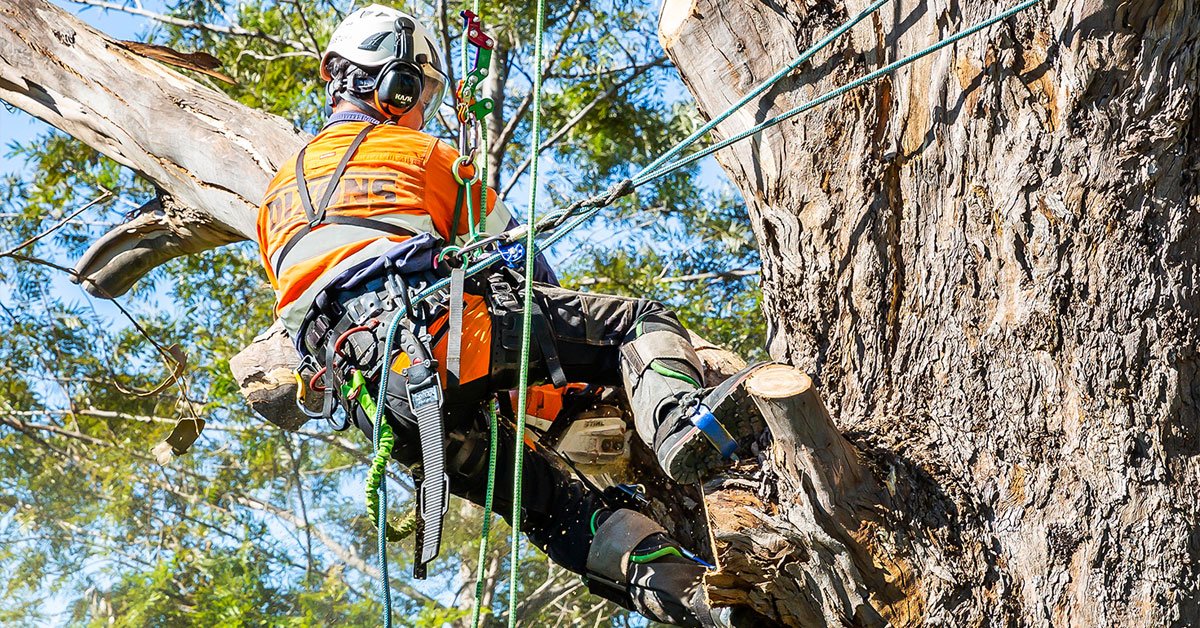 Why You Need Prompt Tree Services in Winter
