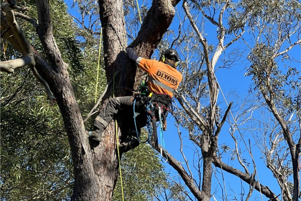 The Danger of Having Large Trees Near Power Lines